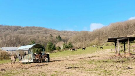 Création de l’identité visuelle: Haut-Pays des Poilus, maréchal-ferrant spécialisée dans les ânes, alliant douceur, nature, valeurs humaines.