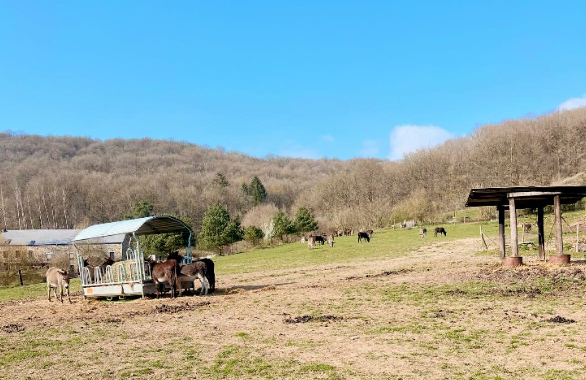 Création de l’identité visuelle: Haut-Pays des Poilus, maréchal-ferrant spécialisée dans les ânes, alliant douceur, nature, valeurs humaines.